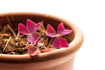 Oxalis plant is waking up after winter dormancy