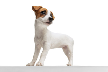 Portrait of small dog, Jack Russell Terrier posing isolated over white studio background