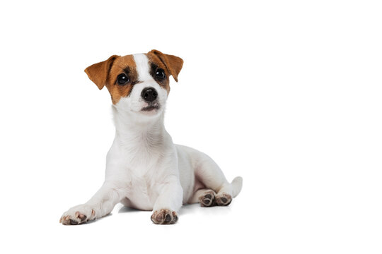 Portrait of cute dog, Jack Russell Terrier lying with paws up isolated over white studio background