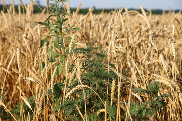 Ambrosia bush on the background of a wheat field