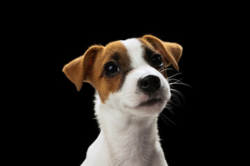 Naklejka na ściany i meble Portrait of cute looking small dog of Jack Russell Terrier posing isolated over black studio background