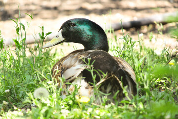duck in the grass