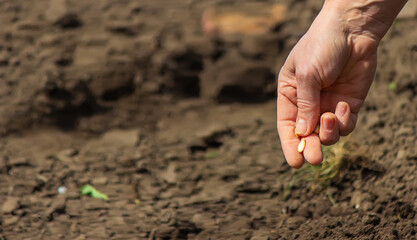 Young adult woman hand planting pumpkin seeds in fresh dark soil.