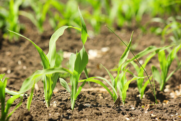 Corn in the garden 