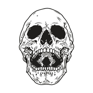 Skull Laughing, Vector Illustration