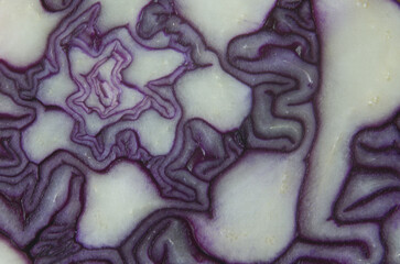 Close up of a cross section of red cabbage