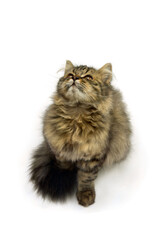 Young cat, kitten (British Longhair) looking up on a white background