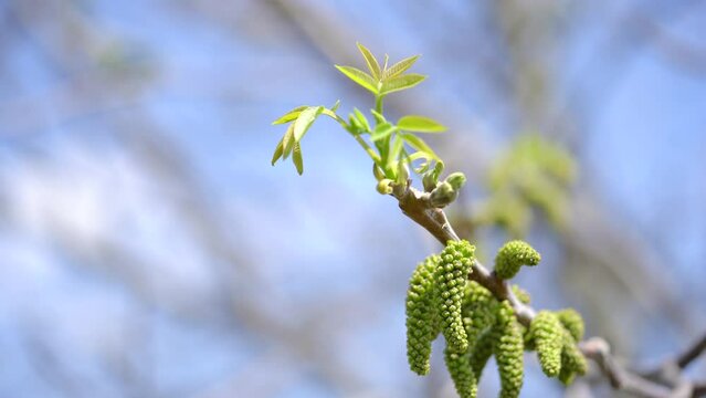 Walnut buds swing on a branch with a leaf against a blue sky. 