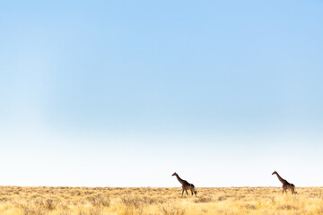 Obraz na płótnie Canvas two giraffes in wide open desert landscape