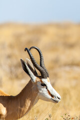 springbok in the desert