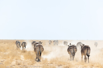 group of zebra's in the desert