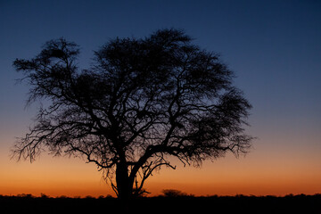 Plakat silhouette of tree at sunset