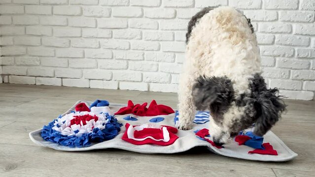 cute mixed breed dog playing on soft washable snuffle rag rug for hiding dried treats for dogs nose work on white background, front view. Intellectual games with pet.