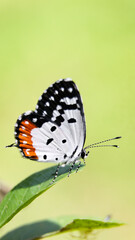 a beautiful butterfly with a red patch on its black and white wings sitting on a leaf in a green garden