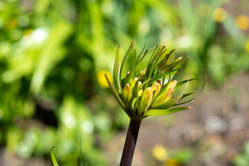 Flower buds of the Imperial grouse (Fritillaria imperialis) in the park on a flower bed close-up	