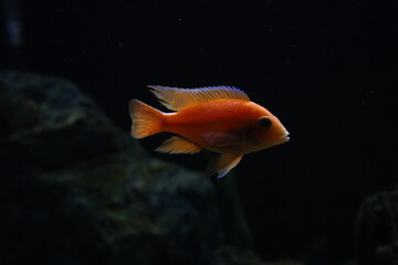 Fototapeta premium Cichlid colorful fish in aquarium