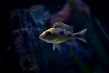 Cichlid colorful fish in aquarium