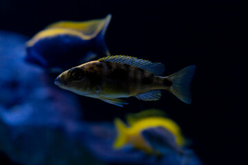 Cichlid colorful fish in aquarium