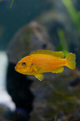 Cichlid colorful fish in aquarium