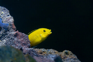 Naklejka na ściany i meble Cichlid colorful fish in aquarium