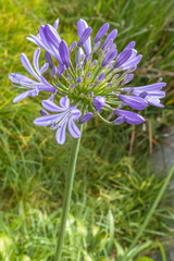 Agapanthe 