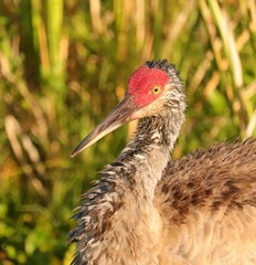 Sandhill Crane in the morning light