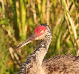 Sandhill Crane in the morning light