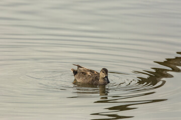 Mallard in spring in Aiguamolls De L Emporda Nature Park, Spain
