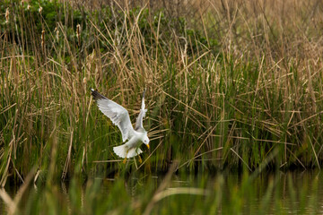 Seagull in Aiguamolls De L Emporda Nature Reserve, Spain