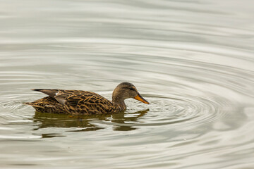 Mallard in spring in Aiguamolls De L Emporda Nature Park, Spain