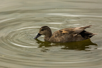 Mallard in spring in Aiguamolls De L Emporda Nature Park, Spain
