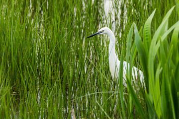Little egret in Aiguamolls De L Emporda Nature Park, Spain