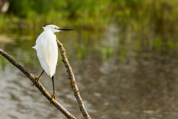 Little egret in Aiguamolls De L Emporda Nature Park, Spain