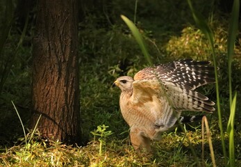 Red-shouldered Hawk on the hunt