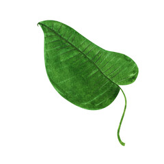 Summer nature jungle green. Tropical botanical print. Green leaves. Watercolor illustration isolated.  Leaf on white background.  Palm leaf print. Exotic leaves illustration. Greenery art.
