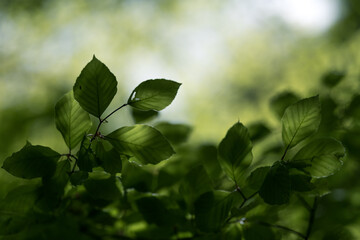 Fototapeta na wymiar green leaves in the morning sun