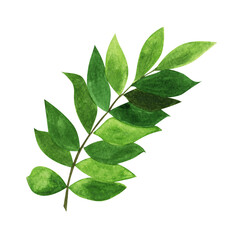 Summer nature jungle green. Tropical botanical print. Green leaves. Watercolor illustration isolated.  Leaf on white background.  Palm leaf print. Exotic leaves illustration. Greenery art.