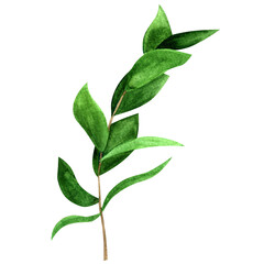 Summer nature jungle green. Tropical botanical print. Green leaves. Watercolor illustration isolated.  Leaf on white background.  Palm leaf print. Exotic leaves illustration. Greenery art.