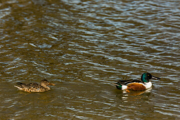 Mallard in spring in Aiguamolls De L Emporda Nature Park, Spain