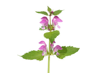 Pink flower of spotted dead-nettle isolated on white, Lamium maculatum
