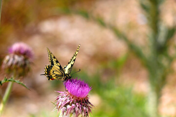 Old world swallowtail butterfly on purple wildflower. Selective focus.