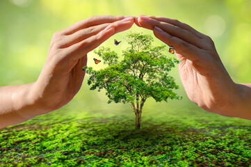 hands protecting trees world environment day concept - obrazy, fototapety, plakaty