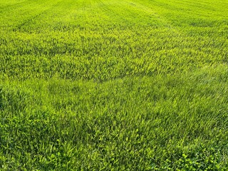 Green grass wheat field background. Fresh grassy meadow.