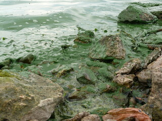 Waves of a reservoir, pond, rivers green from flowering, roll on coastal rocks, shore. Either hot weather leads to water blooming, or that it becomes stagnant due to hydroelectric structures and dams 