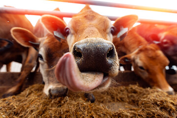 Portrait smile Jersey cow shows tongue sunset light. Modern farming dairy and meat production...
