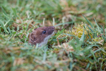 Stoat (Mustela erminea) Emerging from its hole