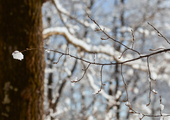Snow covered branches in winter. Winter is a beautiful time of year. 