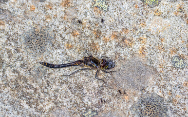 Black Darter (Sympetrum danae) Basking on a Rock