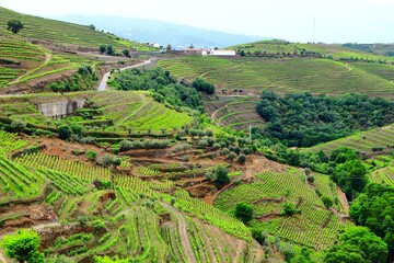 Fototapeta na wymiar Portugal Alto Douro wine making landscape