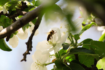 bee on a flower